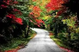 images.webp