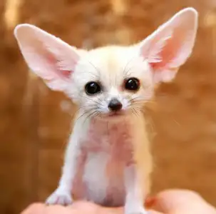$fennec.webp