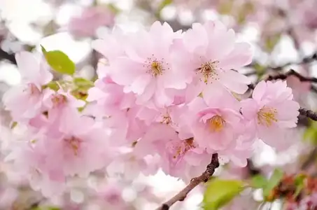 kiraz-cicegi-cherry-blossom-600x398.webp