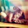$0015f8gf.webp