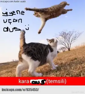 kara aus 2.webp