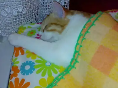 $16032009727.webp