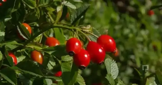 Kuşburnunun Bilinmeyen Mucize Faydaları