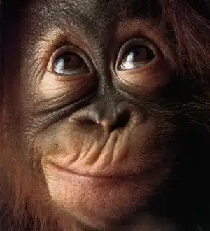 $flach-tim-monkey-face-2410296.webp