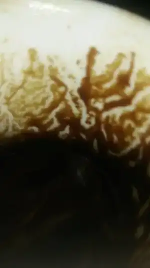 20987962_10214552436031651_1308868592_n.webp