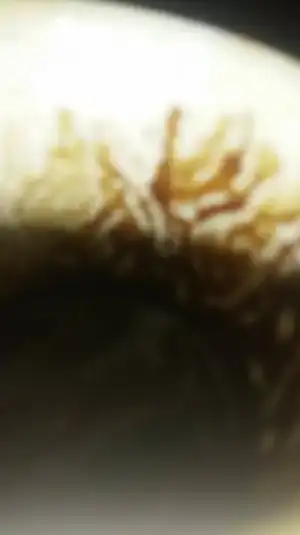21013675_10214552436751669_534923912_n.webp