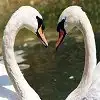 $avatars-love-872732.webp