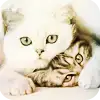 $00625ghw.webp