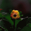 $animasyonlu_msn_avatari_1374_10245.gif
