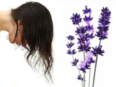 lavanta_kuru_sac_uzatma.webp