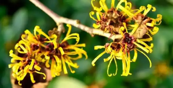 Göz şişlikleri için hamamelis yağı kullanın