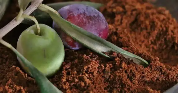 zeytin_kahvesi.webp