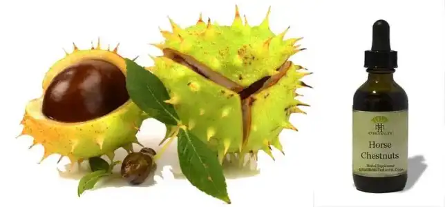 At Kestanesi Kremi Faydaları Nelerdir? Nasıl Kullanılır?