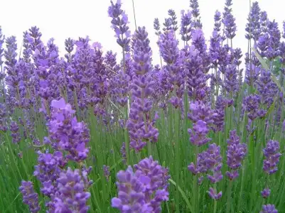 sac_kepegi_kuru_lavanta.webp