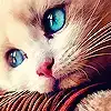 $prettykitty.webp