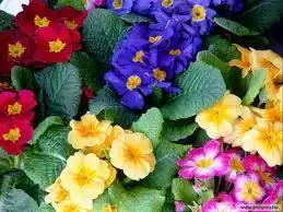 $Fleece-FlowersLRG.webp