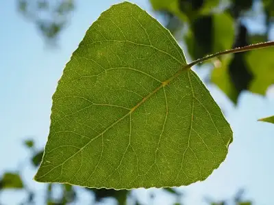 hamile_kalmayi_engelleyen_dogal_yontemler.webp
