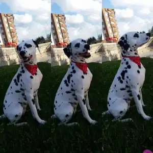 18738354_10210977799693267_5843279642663109471_o.webp