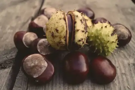 at_kestanesi_orumcek_damar_tedavisi.webp