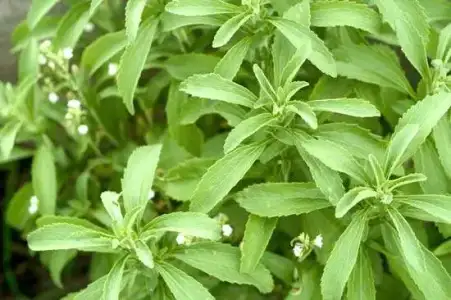 Stevia_Bitkisi_Nasil_Kullanilir_Faydalari_Zararlari.webp