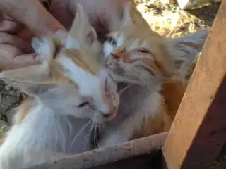 $10072008201001fk9.webp