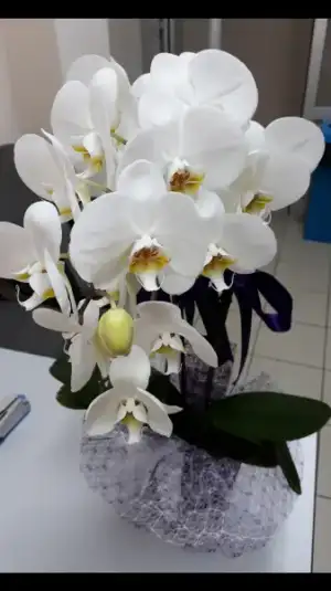 Screenshot_20180326-094940.webp