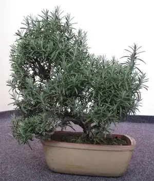 kaliteli_uyku_icin_biberiye.webp