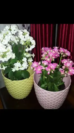 Screenshot_20180606-024248.webp