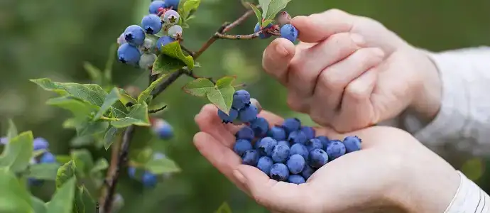 Yaban Mersini Çayı Nasıl Demlenir? Yaban Mersini Faydaları Zararları Nelerdir?