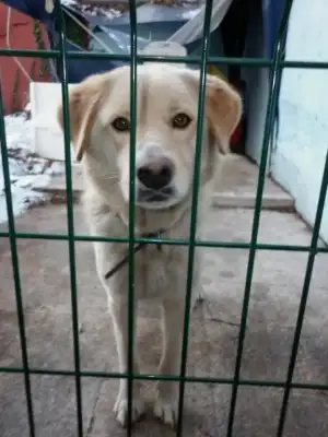 $k&#246;pek.webp