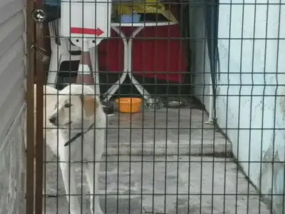 $k&#246;pek2.webp