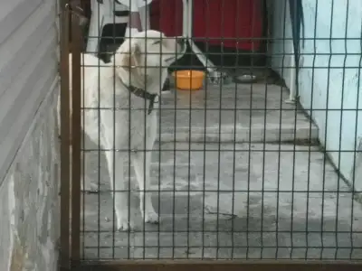 $k&#246;pek4.webp