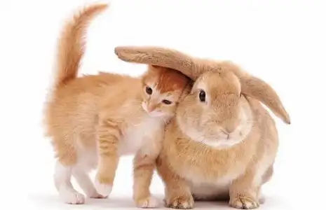 $cat_life_12.webp