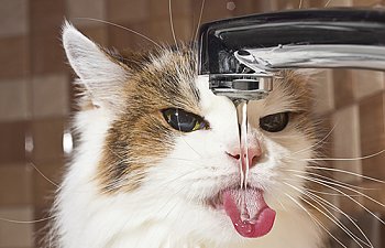 Kediler Suyu Neden Sevmez? Neden Korkar?