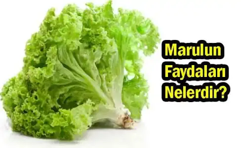 Marulun Faydası Nelerdir? Hangi Vitaminler Bulunur?