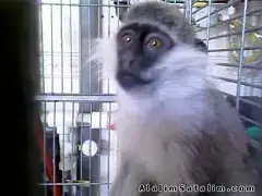 $1_39KCGWE1EEAFBQEVNPG8JKLK512DT5DHCZIYC7VKUPE1H3I2IWP3B9JU5SDIZQE1IMAGE_00515.webp