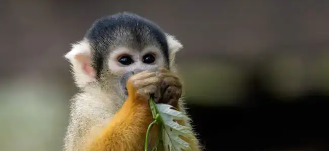 $pet_monkeys.webp