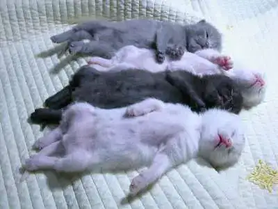 $slipping-cats.webp