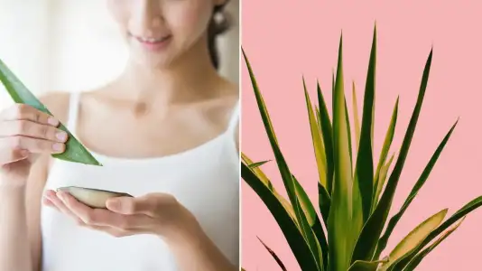 Aloe Veranın Cilde Faydaları Nelerdir? Cilt Bakımı Nasıl Yapılır?