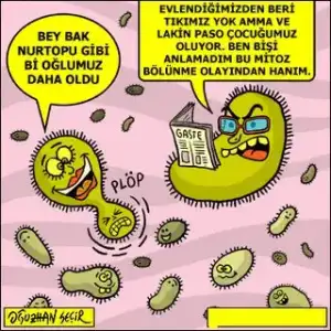 $mitoz bÃ¶lÃ¼nme.webp