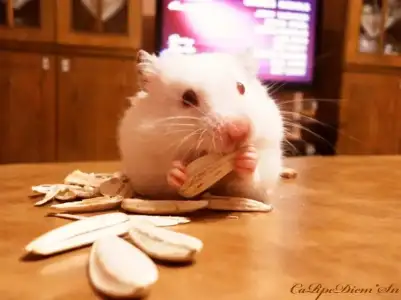 $SAM_2460.webp $SAM_2460.webp