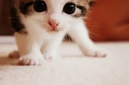 $Kitten-5341.webp