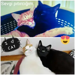 CollageMaker_20180308_101033844.webp