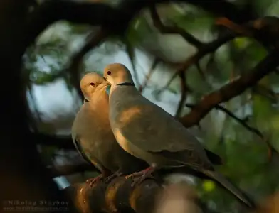$gugutka-streptopelia-decaocto-1822-BirdsPhotographerCom-wider.webp