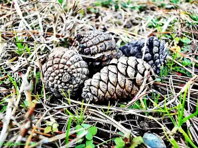 $o-matic.webp $o-matic.webp