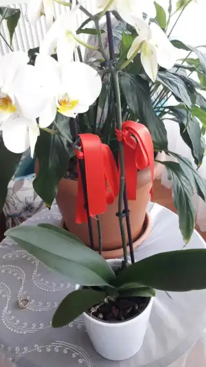 1561194752388183379987.webp