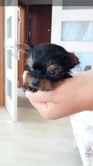 Screenshot_2019-07-19-16-05-22.webp