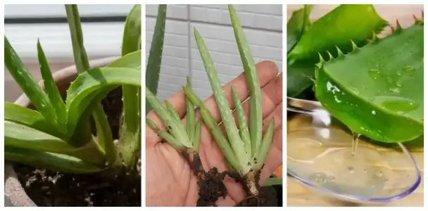 Aloe Vera Jeli'nin Saç ve Cilt Üzerindeki Faydaları - Kullanımı