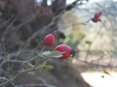 $DSCF1846.webp $DSCF1846.webp