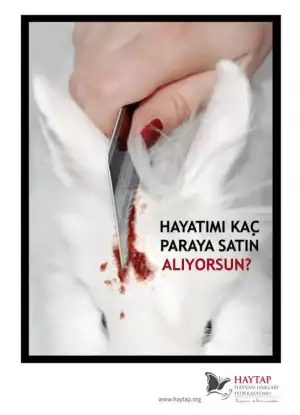 $hayatim_kac_para_tavsan.webp